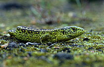 Green lizard {Lacerta viridis} Netherlands