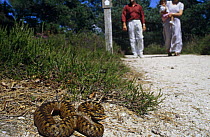 Adder {Vipera berus} female snake on footpath near people walking, Purbeck, Dorset, UK