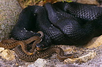 Adder {Vipera berus} black melanic female giving birth to normal coloured young, New Forest, Hampshire, UK