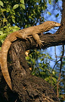 Bengal monitor lizard {Varanus bengalensis} in tree, Keoladeo Ghana, Bharatpur NP, Rajasthan, India
