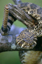 Western diamondback rattlesnake {Crotalus atrox} showing rattle, Texas, USA