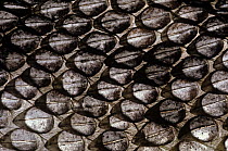 Close up of skin of Puff adder {Bitis arietans} Tsavo East NP, Kenya