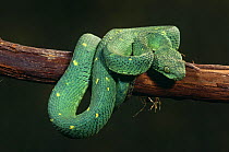 Green bush viper {Atheris chloroechis} captive, from West and Central Africa