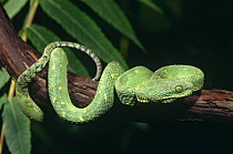 Green bush viper {Atheris chloroechis} captive, from West and Central Africa