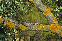 Lataste's viper {Vipera latasti} in arboreal habitat, Font Roja NP, Alicante, Spain