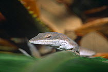 Green anole lizard {Anolis carolinensis} brown phase, Florida, USA