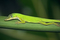 Green anole lizard {Anolis carolinensis} Florida, USA