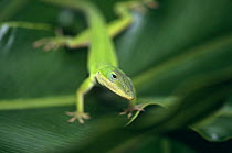 Green anole lizard {Anolis carolinensis} Florida, USA