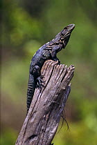 Spiny iguana {Ctenosaura similis} Palo Verde NP, Costa Rica