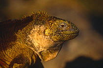 Land iguana {Conolophus subcristatus} South Plaza Is, Galapagos