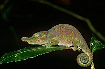 Boettger's / Blue nosed chameleon {Calumma boettgeri} N Madagascar
