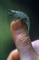 Stump tailed chameleon {Brookesia superciliaris} on thumb to show small size. Mantadia NP, Magagascar