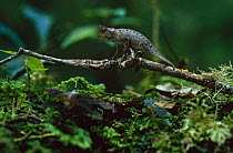 Stump tailed chameleon {Brookesia superciliaris} in rainforest, Mantadia NP, Magagascar