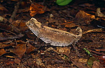 Ground dwelling chameleon {Brookesia stumpffi} of forest floor, Mr d'Ambre NP, Madagascar