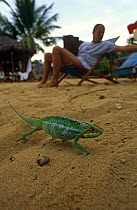 Panther chameleon {Chamaeleo pardalis} on beach beside tourists, Nosy Komba, Madagascar