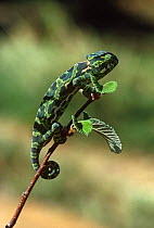 Graceful chameleon {Chamaeleo gracialis} climbing up twig, Tsavo East NP, Kenya