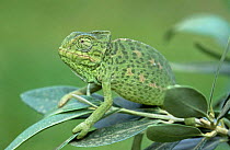 European chameleon {Chamaeleo chamaeleon} Spain