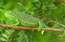 European chameleon {Chamaeleo chamaeleon} Spain, captive