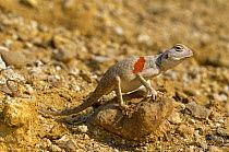 Sinai agama lizard {Pseudotrapelus sinaitus} Oman