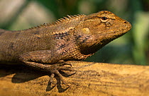 Garden lizard {Calotes versicolor} Chitwan NP, Nepal