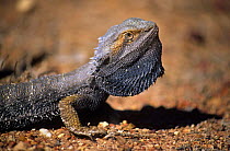 Inland bearded dragon {Amphibolurus vitticeps} displaying, Queensland, Australia
