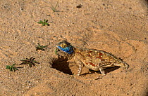 Blue headed ground lizard {Agama agama aculeata} at burrow entrance, Kgalagadi Transfrontier NP, South Africa