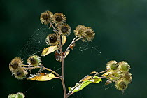Prickly seeds of Lesser Burdock (Arctium minus) with spiderweb, UK