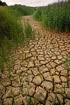 Dried up river bed, Drought of 2006, Sussex, UK