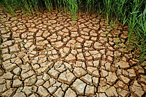 Mud cracks in dry river bed, drought of 2006, Sussex, UK