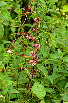 Flowering Greater dodder (Cuscuta europaea), a parasitic plant, entwined around Common Nettle (Urtica dioica), UK
