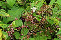 Flowering Greater Dodder (Cuscuta europaea), a parasitic plant, entwined around Common Nettle (Urtica dioica), UK