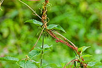 Greater Dodder (Cuscuta europaea), a parasitic plant, entwined around Common Nettle (Urtica dioica), UK