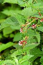 Flowering Greater Dodder (Cuscuta europaea), a parasitic plant, entwined around Common Nettle (Urtica dioica), UK