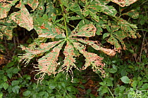 Horse Chestnut tree {Aesculus hippocastanum} leaves infested by Leaf Miner moth (Cameraria ohridella), 2006, UK