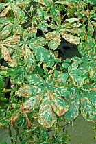 Horse Chestnut tree {Aesculus hippocastanum} leaves infested by Leaf Miner moth (Cameraria ohridella), 2006, UK