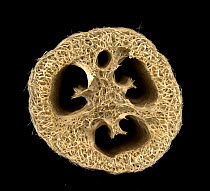 Cross section through a dried Loofah (Luffa aegyptiaca) used as bath sponge, UK