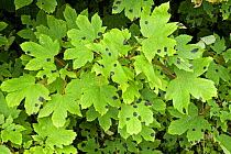 Tar Spot Fungus (Rhytisma acerinum) on Sycamore leaves (Acer pseudoplatanus), Autumn, UK