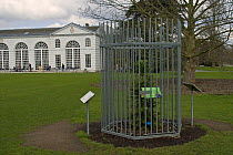 Wollemi pine (Wollemia nobilis) in steel cage to prevent it being stolen, Kew Gardens, UK 2006