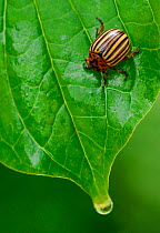 Colorado Potato Beetle (Leptinotarsa decemlineata) on wet leaf, Casentinesi Forest NP, Tuscany, Italy