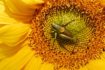 Locust on sunflower (Helianthus genus), Casentinesi Forest NP, Tuscany, Italy