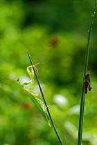 European Praying Mantis (Mantis religiosa) with grasshopper, Casentinesi Forest NP, Tuscany, Italy