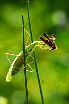 European Praying Mantis (Mantis religiosa) with grasshopper prey, Casentinesi Forest NP, Tuscany, Italy