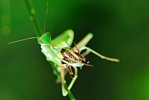 High angle shot of European Praying Mantis (Mantis religiosa) with grasshopper prey in grasping front legs, Casentinesi Forest NP, Tuscany, Italy
