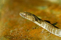 Dice Snake (Natrix tessellata), Casentinesi Forest NP, Tuscany, Italy