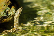 Dice Snake (Natrix tessellata) in water with head above surface, Casentinesi Forest NP, Tuscany, Italy