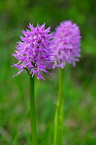Toothed Orchids (Neotinea tridentata), Casentinesi Forest NP, Tuscany, Italy