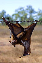 Male Red Flying-fox (Pteropus scapulatus) caught on barbed wire fence, Mary River NP, Northern Territory, Australia
