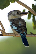 Blue-winged Kookaburra (Dacelo leachii), Northern Territory, Australia