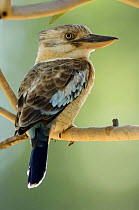 Blue Winged Kookaburra (Dacelo leachii), Northern Territory, Australia