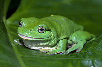 Green Tree Frog (Litoria caerulea) on leaf, Northern Territory, Australia